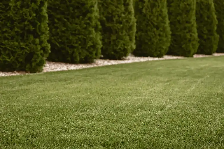 Miller Creek seasonal lawn care